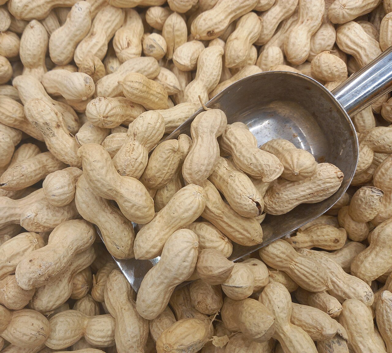 Cacahuetes con cáscara, uno de los alérgenos más comunes