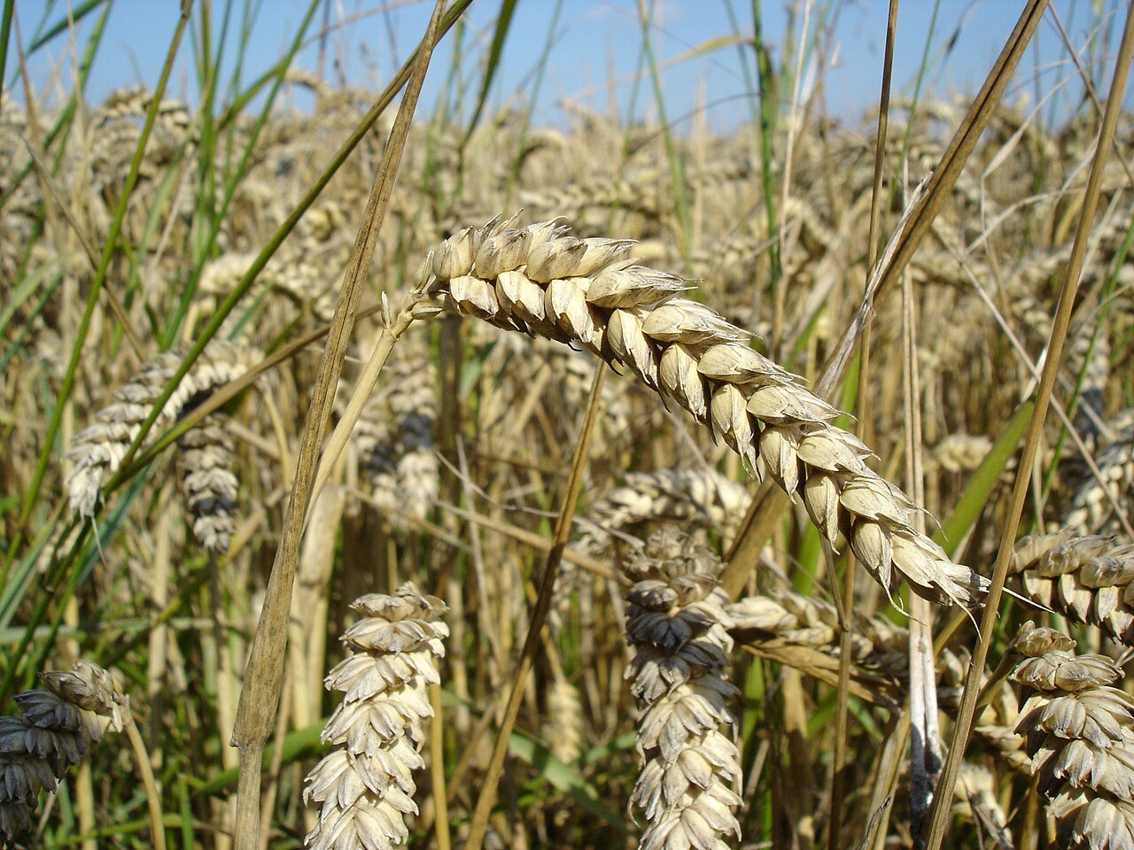 Espigas de trigo, cereal que contiene gluten